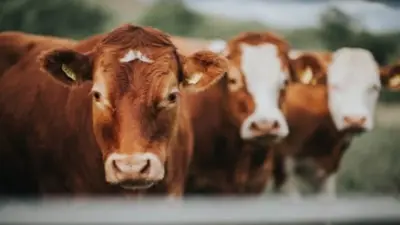 Cows