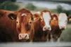 Cows 