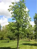 Bur Oak