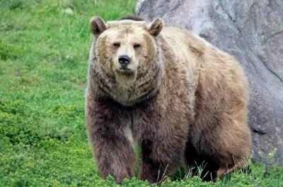 Grizzly bear