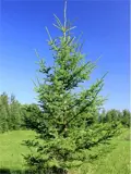 White Spruce