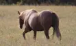Horse running in a pasture